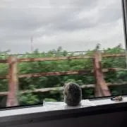 ふうの画像