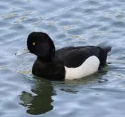 タカちゃんの画像