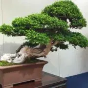 nubimの画像