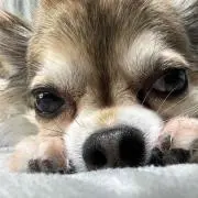 はな吉の画像