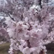 Image of ちゃちゃ