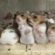 がーの画像