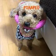 peopeoの画像