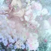 pino,の画像