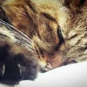 Mon Momoの画像