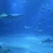 ウォーターの画像