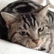 むすにゃん