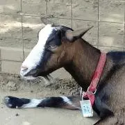 konの画像