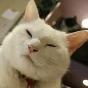 ねぎ