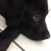 オチビ
