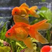 金魚屋の画像