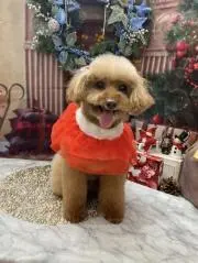てんてんの画像