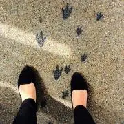 nicoの画像