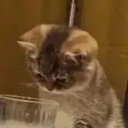 ラムちゃん