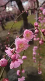 YUKI