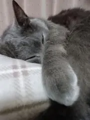 だーわー