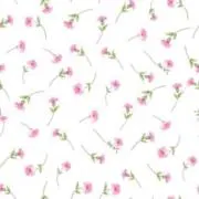 ふうの画像