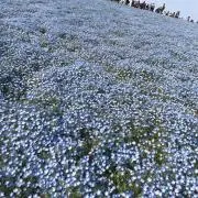 みみの画像