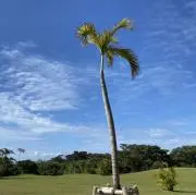 ぴょんきちの画像