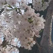 コーヒーはブラック