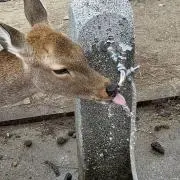 ここあ　プロフ必読お願いしますの画像