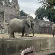 あおたん