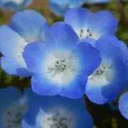 とっちの画像