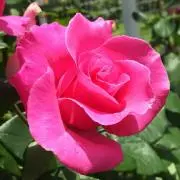 Pink Rose♡の画像