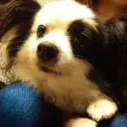 あやか