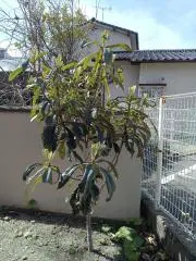 pekoの画像