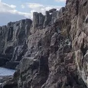ヨッシーの画像