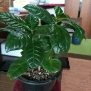 kumirinの画像