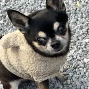 あや