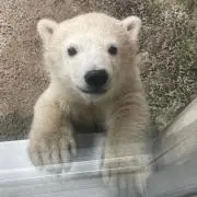 くまこ