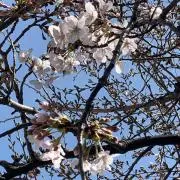 sakuraの画像