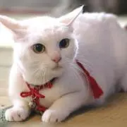 cat loveの画像