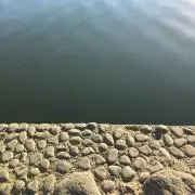 さかろの画像