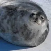 アザラシ「プロフ必須」