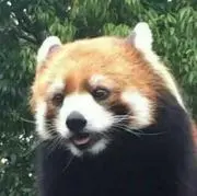 さおりさおりの画像