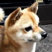 ピロ吉