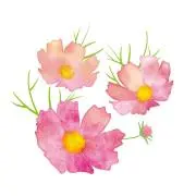 秋桜✤プロフ必読✤の画像