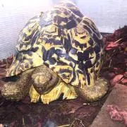 ちゃまき