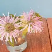 すわの画像