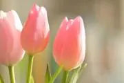 ぺこ