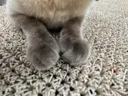 あやの画像