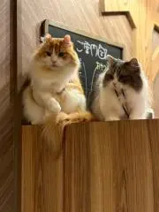 Rの画像