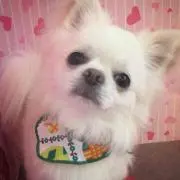 りんご