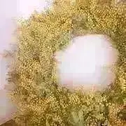 スターチス❁の画像