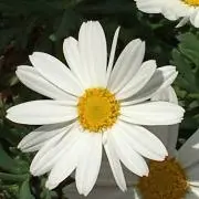 あっちゃんの画像