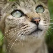 mineの画像
